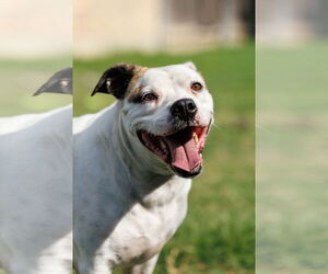 Bullboxer Pit Dogs for adoption in McKinney, TX, USA