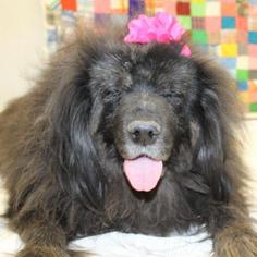 Chow Chow Dogs for adoption in Austin, TX, USA