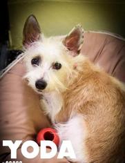 Australian Terrier Dogs for adoption in Newport, KY, USA