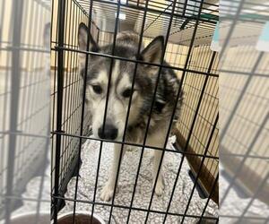 - Mix Dogs for adoption in Texas City, TX, USA