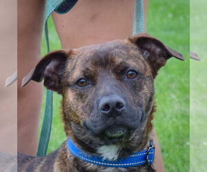 Boxer-Mountain Cur Mix Dogs for adoption in Huntley, IL, USA