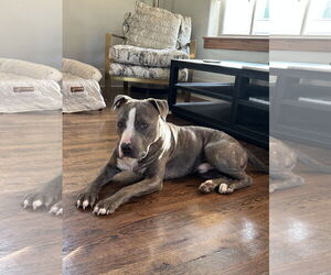 American Staffordshire Terrier Dogs for adoption in New Orleans, LA, USA