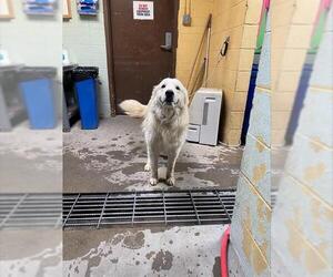 Great Pyrenees Dogs for adoption in Stockton, CA, USA