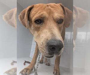 Black Mouth Cur-Unknown Mix Dogs for adoption in Houston, TX, USA