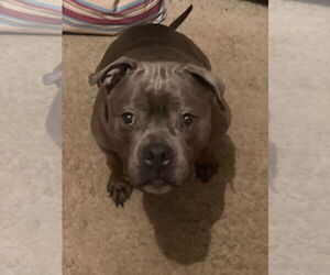 American Pit Bull Terrier-Unknown Mix Dogs for adoption in Chandler, AZ, USA