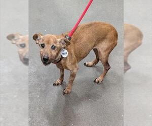 Dachshund-Unknown Mix Dogs for adoption in Forestville, MD, USA