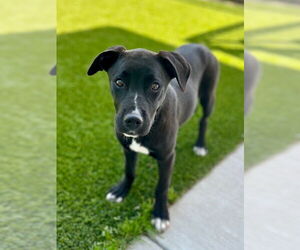 Labrador Retriever-Unknown Mix Dogs for adoption in Baytown, TX, USA
