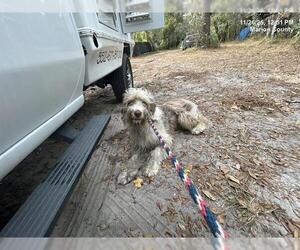 Poodle (Standard)-Unknown Mix Dogs for adoption in Ocala, FL, USA