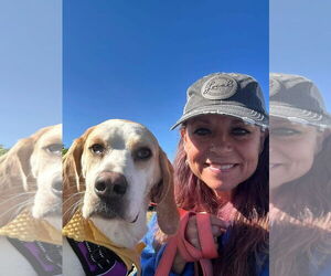 Beagle-Unknown Mix Dogs for adoption in Bedford, VA, USA