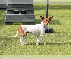 Rat Terrier-Toy Fox Terrier Mix Dogs for adoption in Santa Cruz, CA, USA