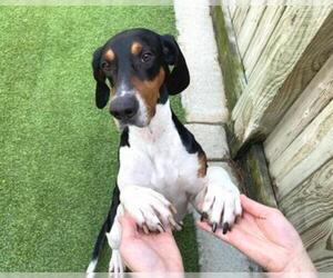 American Foxhound Dogs for adoption in Raleigh, NC, USA