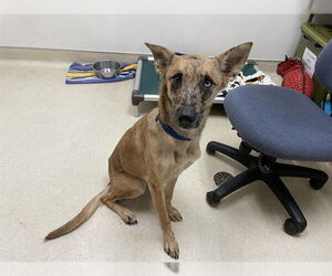 Catahoula Leopard Dog-Unknown Mix Dogs for adoption in McKinleyville, CA, USA