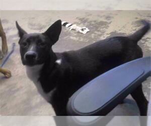 German Shepherd Dog-Unknown Mix Dogs for adoption in Tallahassee, FL, USA