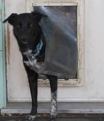 Medium Photo #1 Australian Kelpie-Unknown Mix Puppy For Sale in Paso Robles, CA, USA