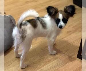 Papillon Dogs for adoption in Greenville, SC, USA
