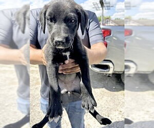 Labrador Retriever Dogs for adoption in Houston, TX, USA