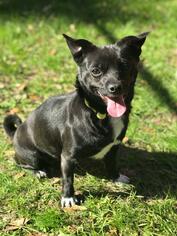 Cheeks Dogs for adoption in Rockaway, NJ, USA