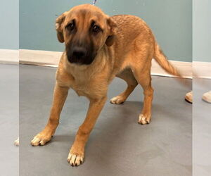 Black Mouth Cur-German Shepherd Dog Mix Dogs for adoption in Brewster, NY, USA