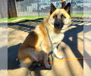 German Shepherd Dog-Unknown Mix Dogs for adoption in Long Beach, CA, USA
