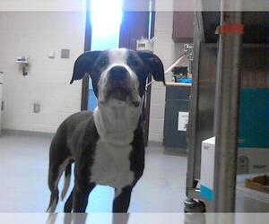 American Pit Bull Terrier-Unknown Mix Dogs for adoption in Fayetteville, NC, USA