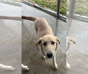 Anatolian Shepherd-German Shepherd Dog Mix Dogs for adoption in Pryor, OK, USA