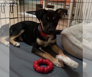 German Shepherd Dog-Unknown Mix Dogs for adoption in Woodbury, NY, USA