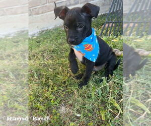 Boston Terrier-Unknown Mix Dogs for adoption in Brewster, NY, USA