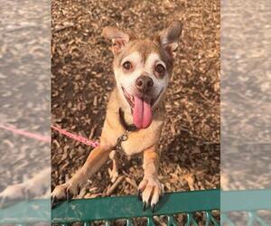 Chihuahua Dogs for adoption in Waterford, VA, USA