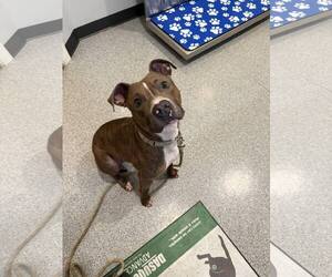 American Pit Bull Terrier Dogs for adoption in Pottstown, PA, USA