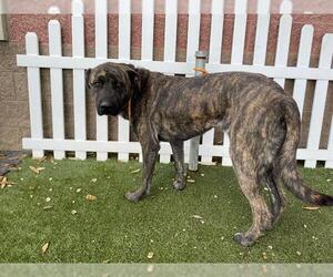 Mutt Dogs for adoption in Modesto, CA, USA