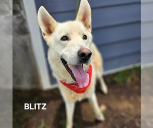 German Shepherd Dog-Huskies Mix Dogs for adoption in Maryville, TN, USA