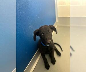 Labrador Retriever-Unknown Mix Dogs for adoption in Visalia, CA, USA