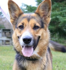 German Shepherd Dog-Pembroke Welsh Corgi Mix Dogs for adoption in Livonia, MI, USA
