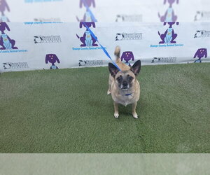 Chihuahua-Unknown Mix Dogs for adoption in Orlando, FL, USA
