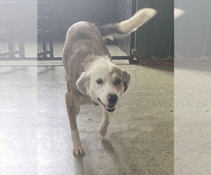 Australian Shepherd-Unknown Mix Dogs for adoption in Osgood, IN, USA