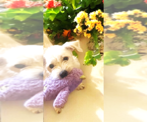 Mutt Dogs for adoption in Fallbrook, CA, USA
