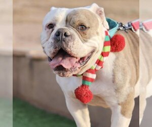Bulldog Dogs for adoption in Vail, AZ, USA