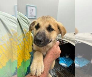 Mutt Dogs for adoption in Calgary, Alberta, Canada