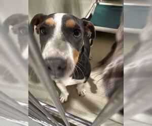 American Pit Bull Terrier-Unknown Mix Dogs for adoption in Bakersfield, CA, USA