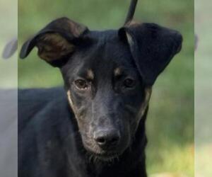 Mutt Dogs for adoption in Yardley, PA, USA