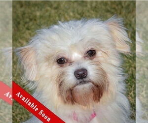 Maltese-Unknown Mix Dogs for adoption in Huntley, IL, USA