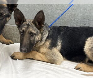 German Shepherd Dog-Unknown Mix Dogs for adoption in Las Vegas, NV, USA