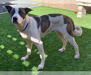 Akita-Unknown Mix Dogs for adoption in Moreno Valley, CA, USA
