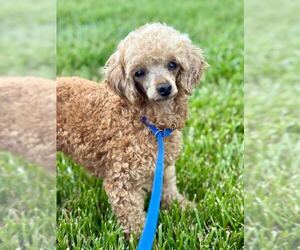 Poodle (Toy) Dogs for adoption in Pacolet, SC, USA