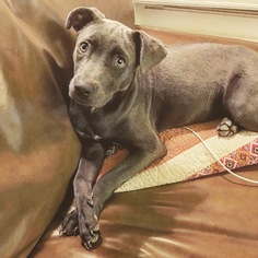 Small American Pit Bull Terrier-Blue Lacy Mix
