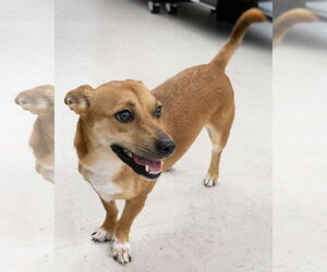 Mutt Dogs for adoption in Wilmington, NC, USA