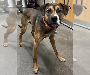 Black Mouth Cur-Unknown Mix Dogs for adoption in Forestville, MD, USA