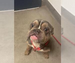 Bulldog-Unknown Mix Dogs for adoption in HESPERIA, CA, USA