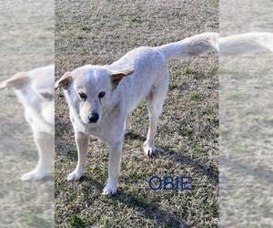 Australian Retriever Dogs for adoption in Lakewood, CO, USA