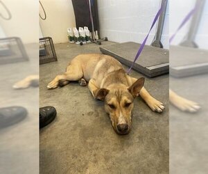 Shepradors Dogs for adoption in Corona, CA, USA